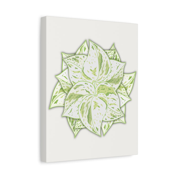 Snow Queen Pothos Canvas Wall Art Variegated Indoor Plant Leaf Poster Print Cotton Canvas