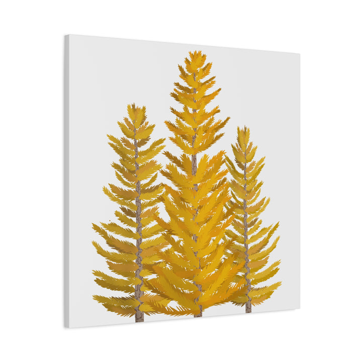Western Larch Canvas Print – Wall Art