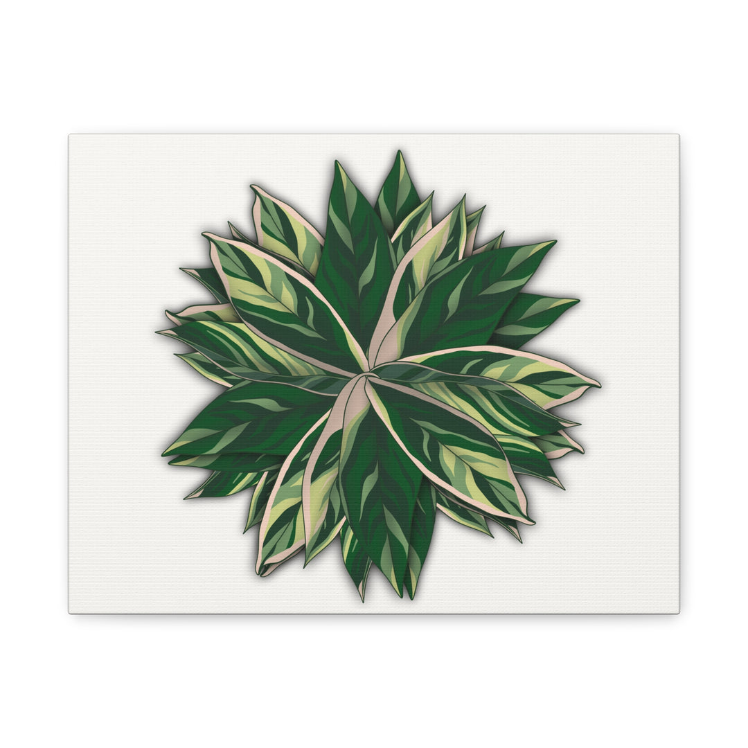 Stromanthe Triostar Canvas Wall Art Premium Matte Finish On Durable 1.25 Inch Frame For Vibrant Indoor Tropical Decor