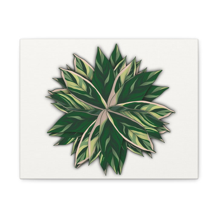 Stromanthe Triostar Canvas Wall Art Premium Matte Finish On Durable 1.25 Inch Frame For Vibrant Indoor Tropical Decor