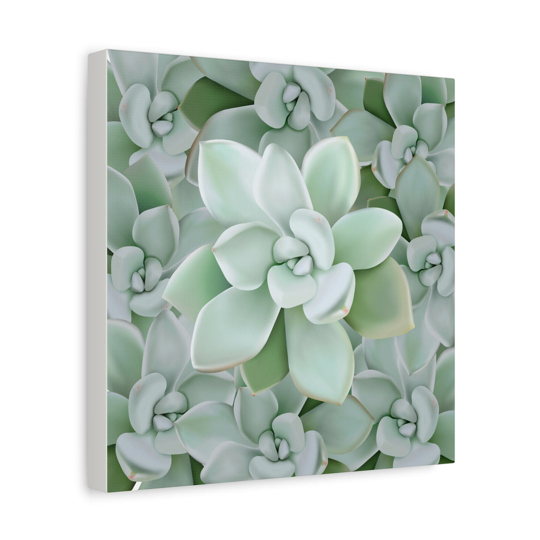 Pachyveria Haagei Succulent Pattern Canvas Art for Modern Home Decor 16x20 Matte Print