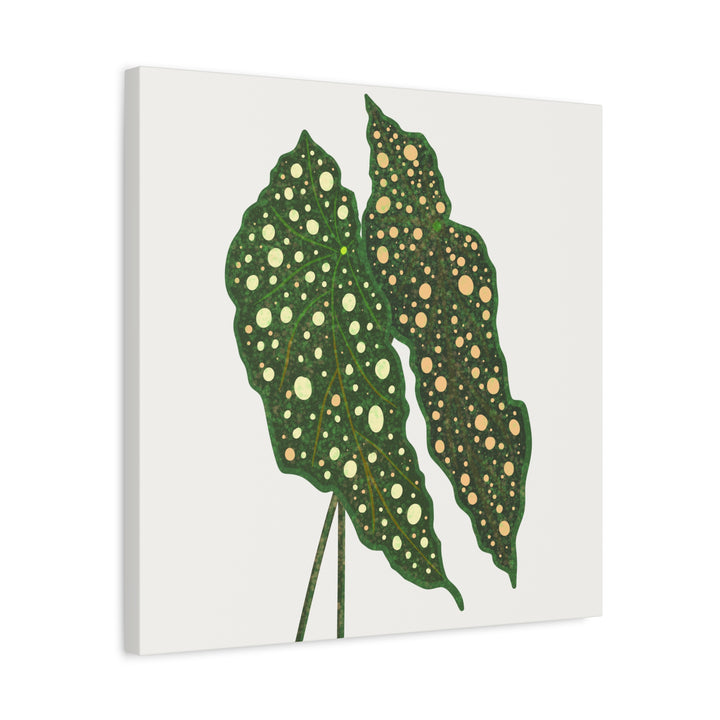 Begonia Maculata Canvas Premium Botanical Wall Art Print On Cotton Canvas With Matte Finish For Indoor Decor