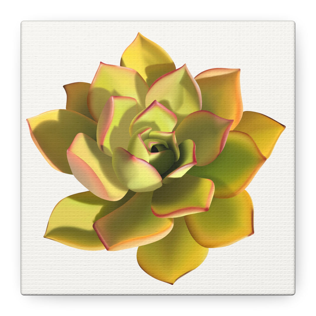 Noble Aeonium Succulent Canvas Wall Art Print for Modern Home Decor by The Potted Pixel