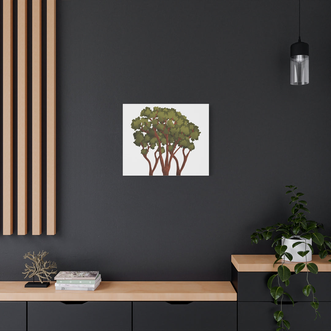 Pacific Madrone Canvas Print – Wall Art