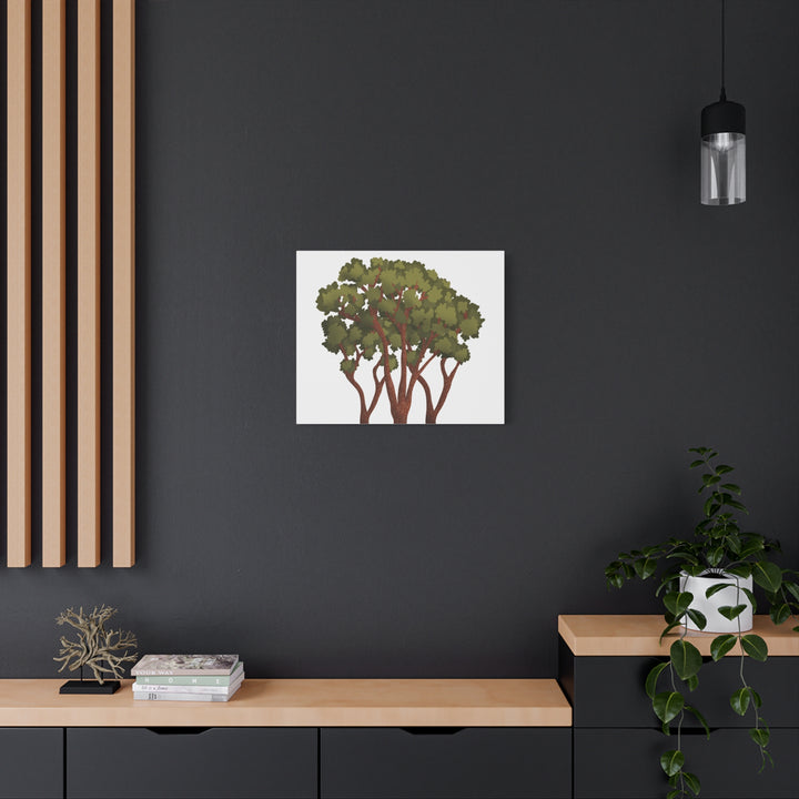 Pacific Madrone Canvas Print – Wall Art