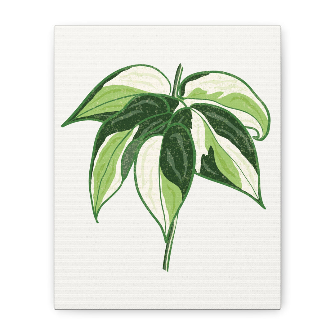 Philodendron Canvas Print Cream Splash Variegated Plant Art On Matte Cotton Canvas For Home Wall Decor