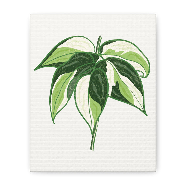 Philodendron Canvas Print Cream Splash Variegated Plant Art On Matte Cotton Canvas For Home Wall Decor