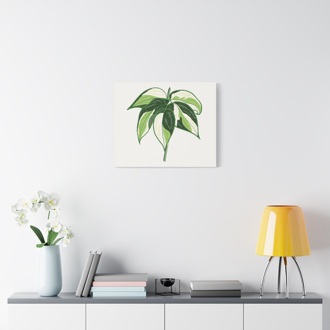 Philodendron Canvas Print Cream Splash Variegated Plant Art On Matte Cotton Canvas For Home Wall Decor