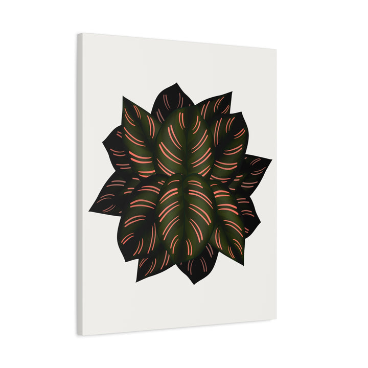 Calathea Pinstripe Canvas Botanical Wall Art Print On Stretched Cotton Canvas For Living Room Decor