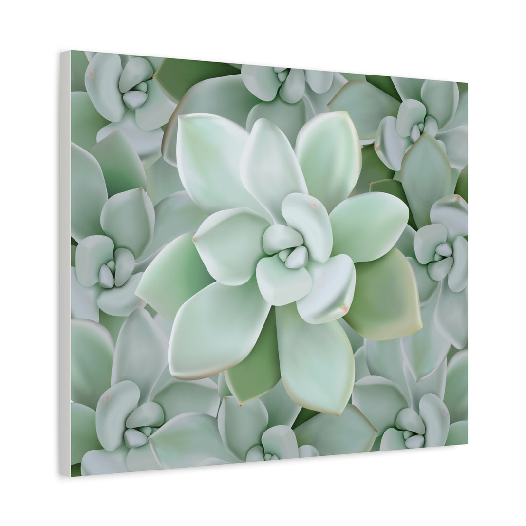 Pachyveria Haagei Succulent Pattern Canvas Art for Modern Home Decor 16x20 Matte Print