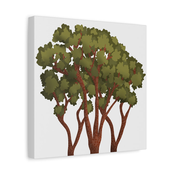 Pacific Madrone Canvas Print – Wall Art