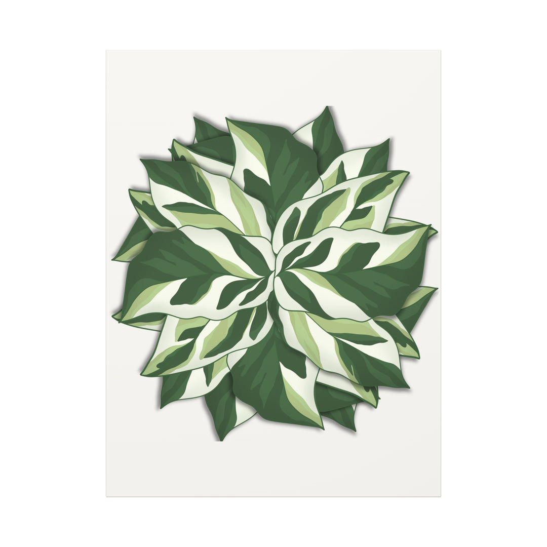 Calathea White Fusion Canvas Botanical Art Print On Stretched Cotton Canvas For Indoor Wall Decor
