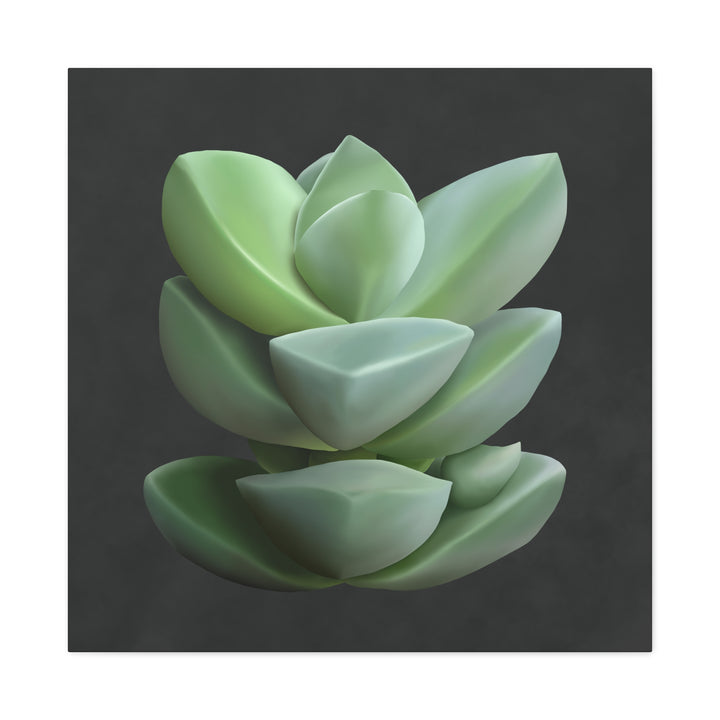 Crassula Canvas Print – Botanical Wall Art