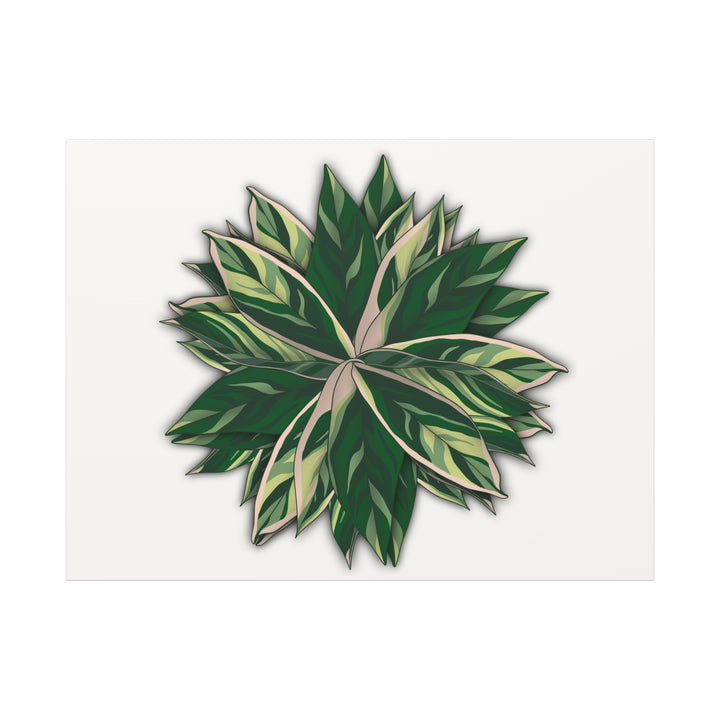 Stromanthe Triostar Canvas Wall Art Premium Matte Finish On Durable 1.25 Inch Frame For Vibrant Indoor Tropical Decor