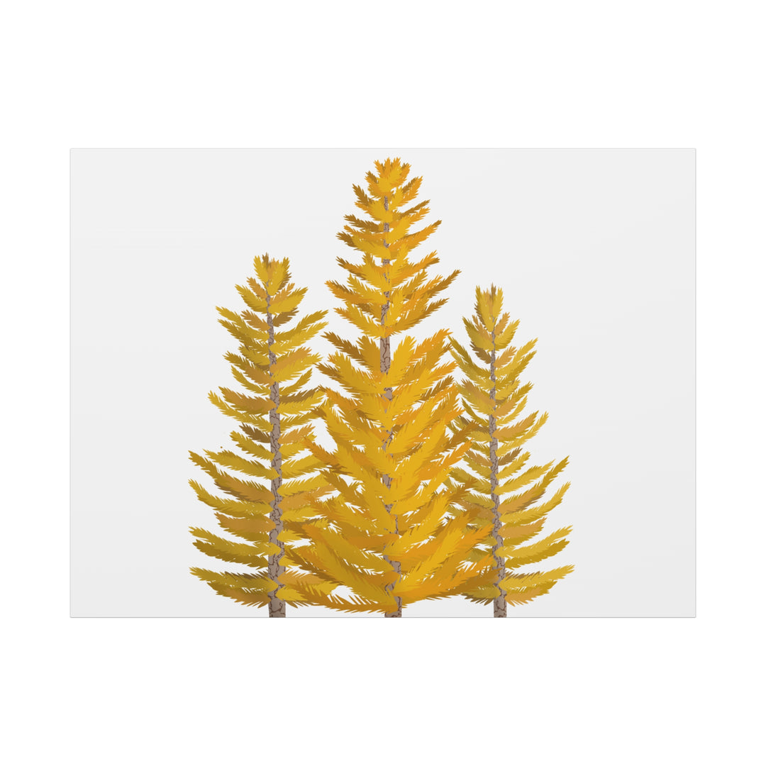 Western Larch Canvas Print – Wall Art