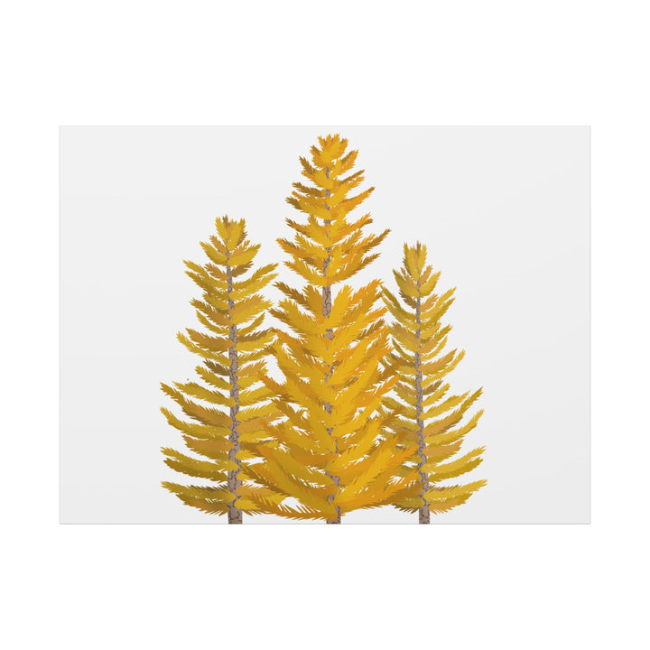 Western Larch Canvas Print – Wall Art