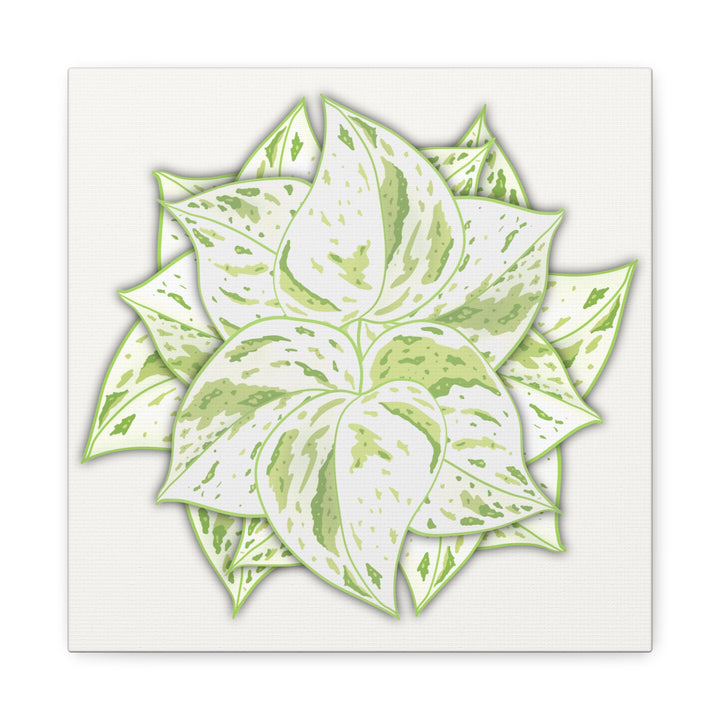 Snow Queen Pothos Canvas Wall Art Variegated Indoor Plant Leaf Poster Print Cotton Canvas