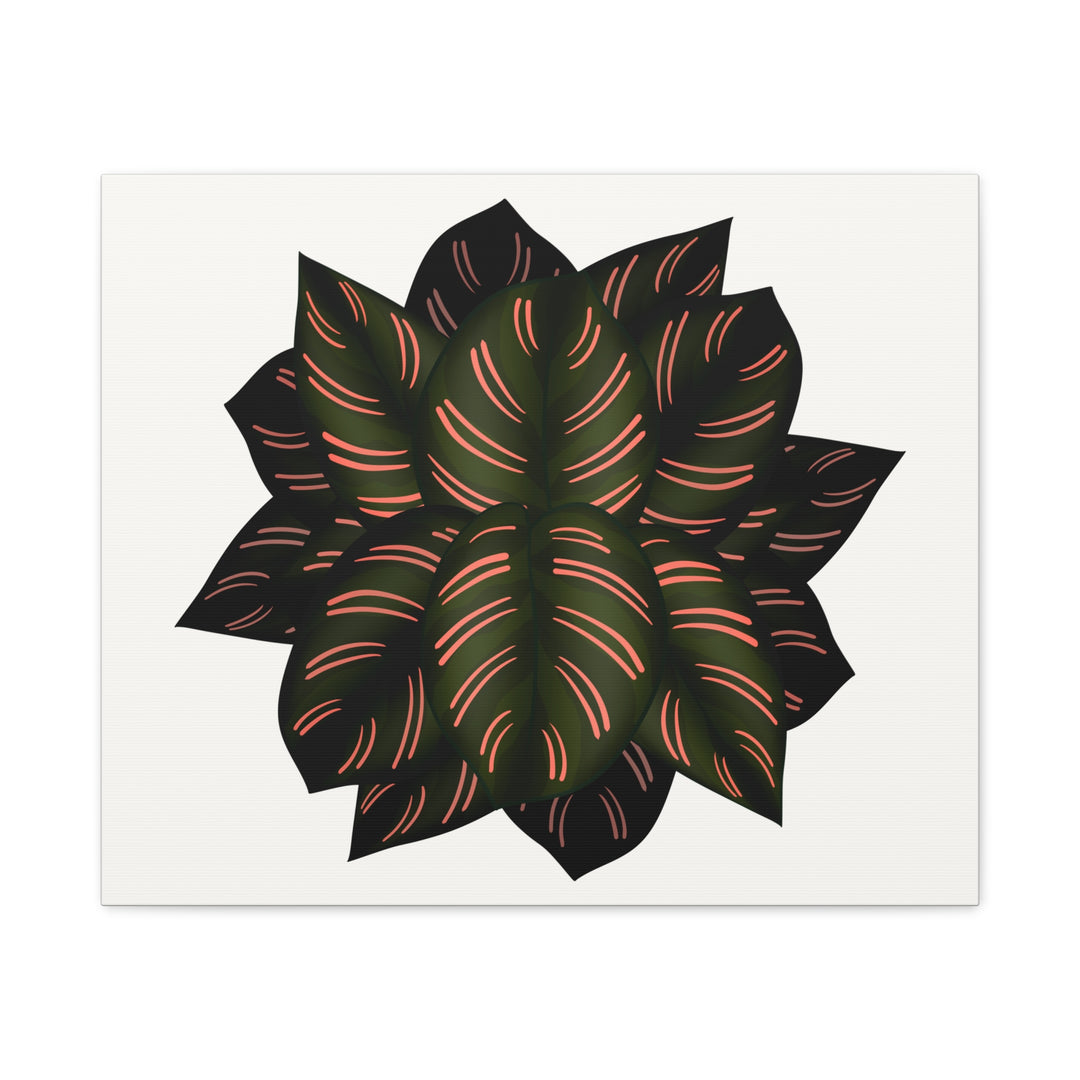 Calathea Pinstripe Canvas Botanical Wall Art Print On Stretched Cotton Canvas For Living Room Decor