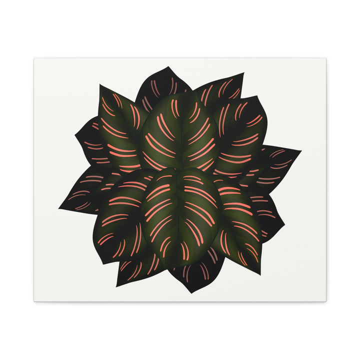 Calathea Pinstripe Canvas Botanical Wall Art Print On Stretched Cotton Canvas For Living Room Decor