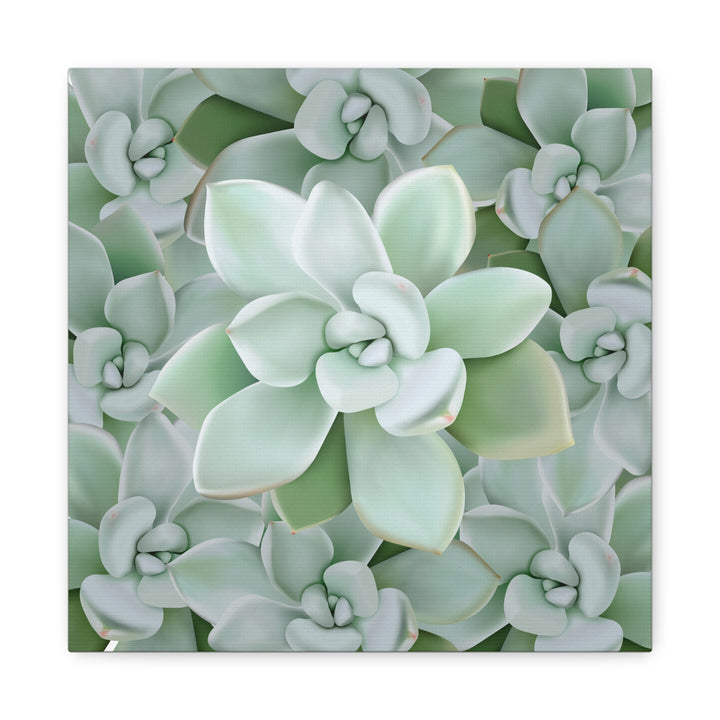 Pachyveria Haagei Succulent Pattern Canvas Art for Modern Home Decor 16x20 Matte Print