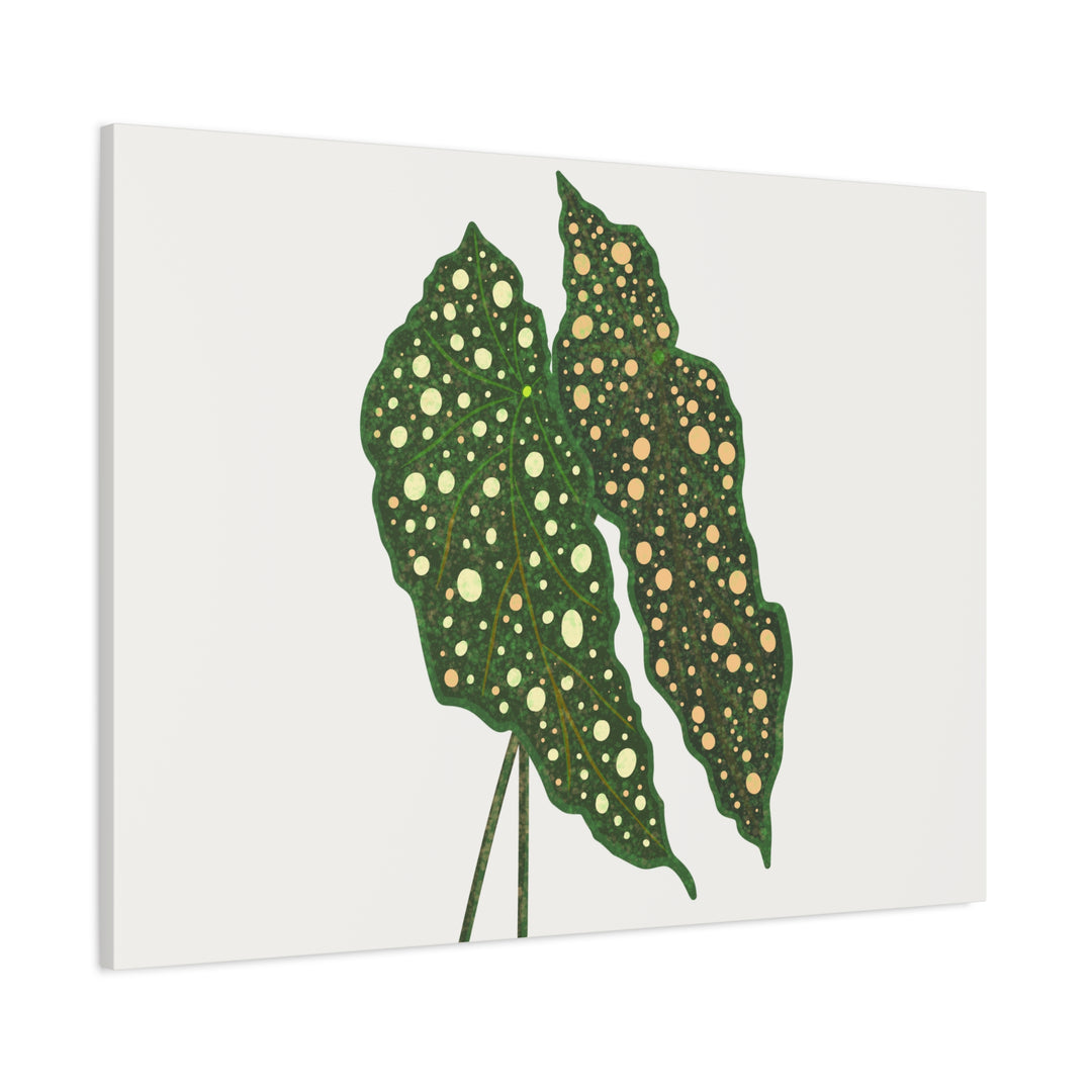 Begonia Maculata Canvas Premium Botanical Wall Art Print On Cotton Canvas With Matte Finish For Indoor Decor