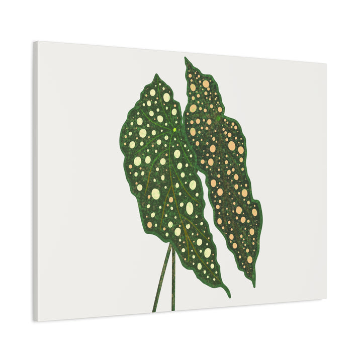 Begonia Maculata Canvas Premium Botanical Wall Art Print On Cotton Canvas With Matte Finish For Indoor Decor