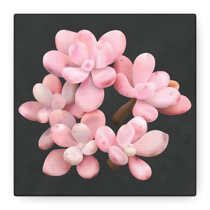 Pink Moonstone Canvas Print – Botanical Wall Art