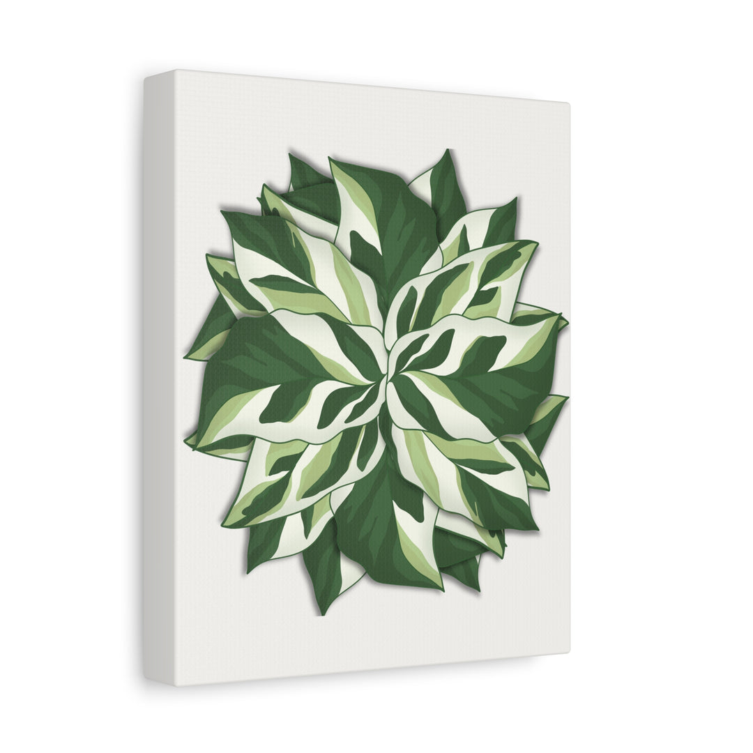 Calathea White Fusion Canvas Botanical Art Print On Stretched Cotton Canvas For Indoor Wall Decor
