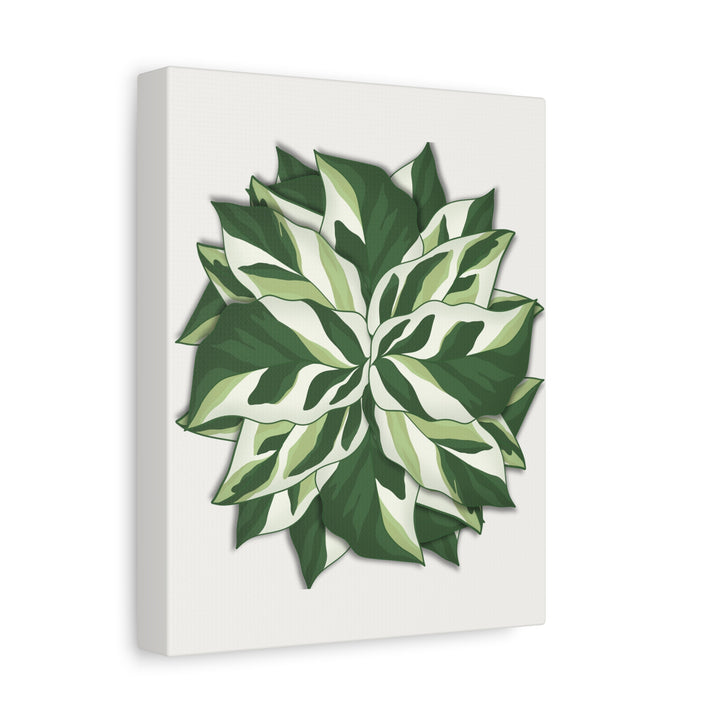 Calathea White Fusion Canvas Botanical Art Print On Stretched Cotton Canvas For Indoor Wall Decor