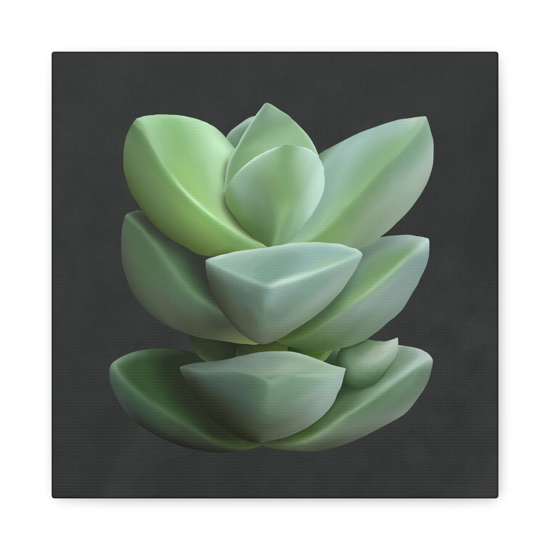 Crassula Canvas Print – Botanical Wall Art