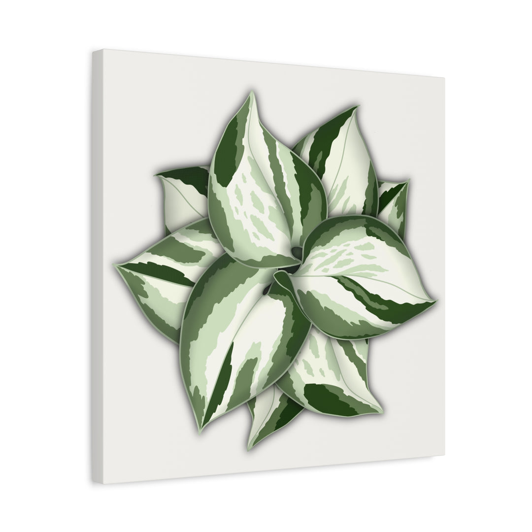 Manjula Pothos Canvas Print Stretched Matte Canvas Wall Art For Living Room And Office