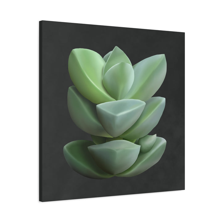 Crassula Canvas Print – Botanical Wall Art