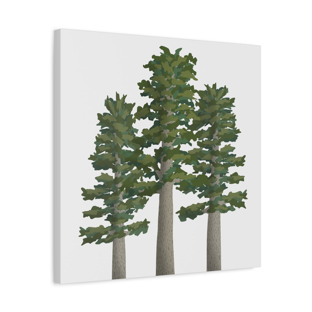 Sitka Spruce Canvas Print – Wall Art
