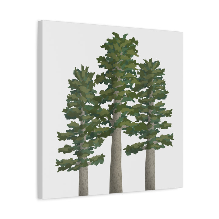 Sitka Spruce Canvas Print – Wall Art