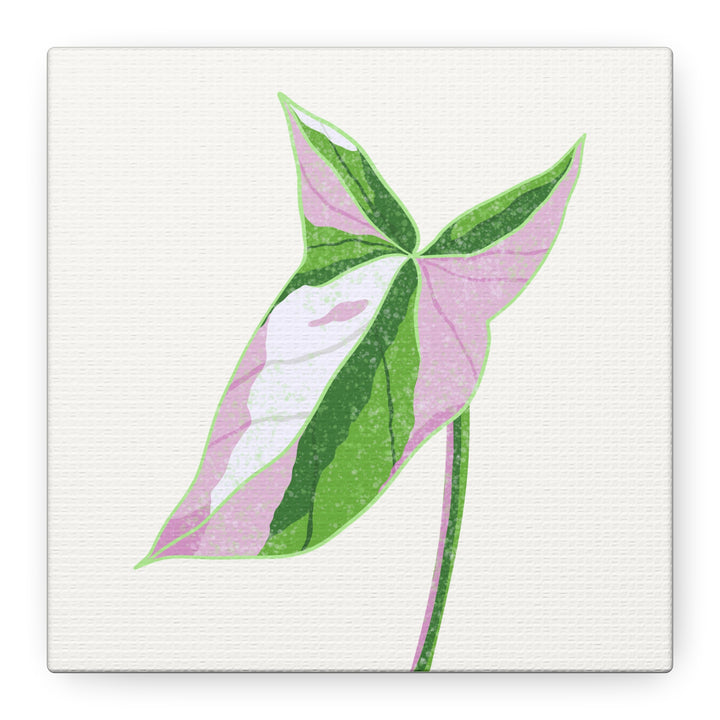 Syngonium Tricolor Canvas Print – Botanical Wall Art - The Potted Pixel