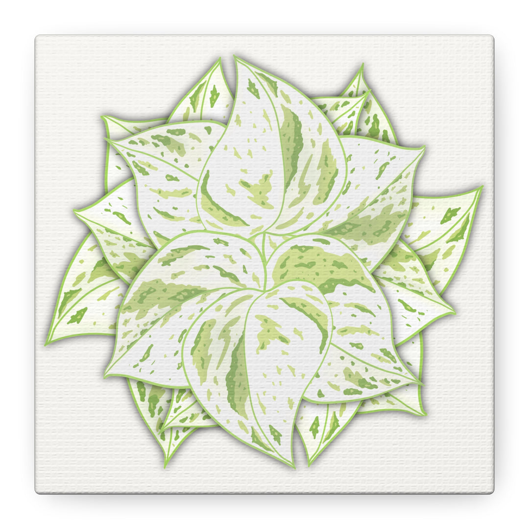 Snow Queen Pothos Canvas Wall Art Variegated Indoor Plant Leaf Poster Print Cotton Canvas