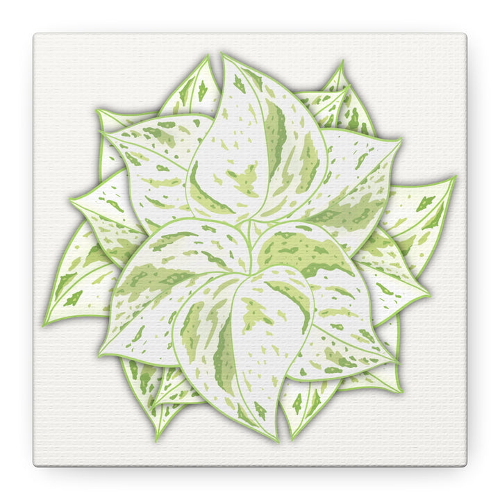 Snow Queen Pothos Canvas Wall Art Variegated Indoor Plant Leaf Poster Print Cotton Canvas
