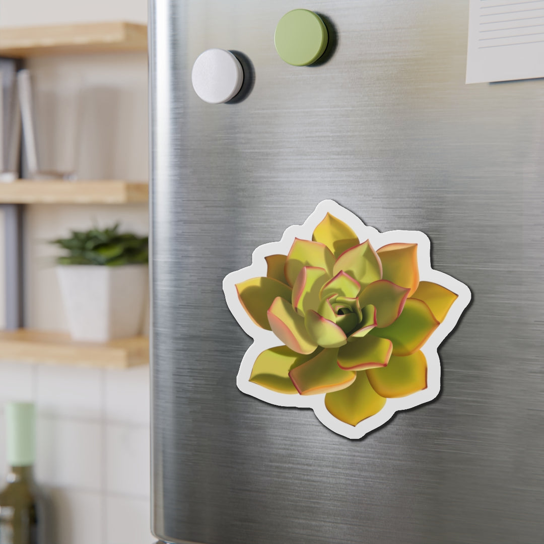 Noble Aeonium Succulent Magnet