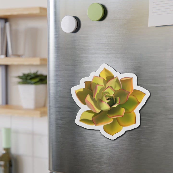 Noble Aeonium Succulent Magnet