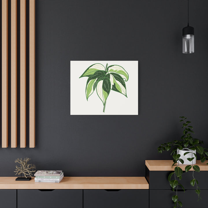 Philodendron Canvas Print Cream Splash Variegated Plant Art On Matte Cotton Canvas For Home Wall Decor