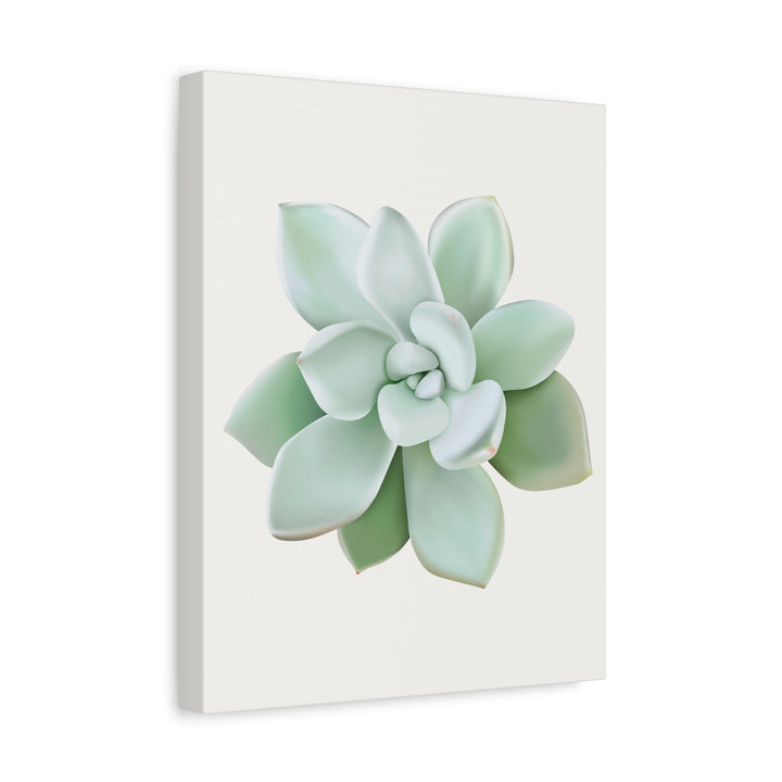 Succulent Canvas Art Pachyveria Haagei Print On Matte Finish Canvas Botanical Wall Decor