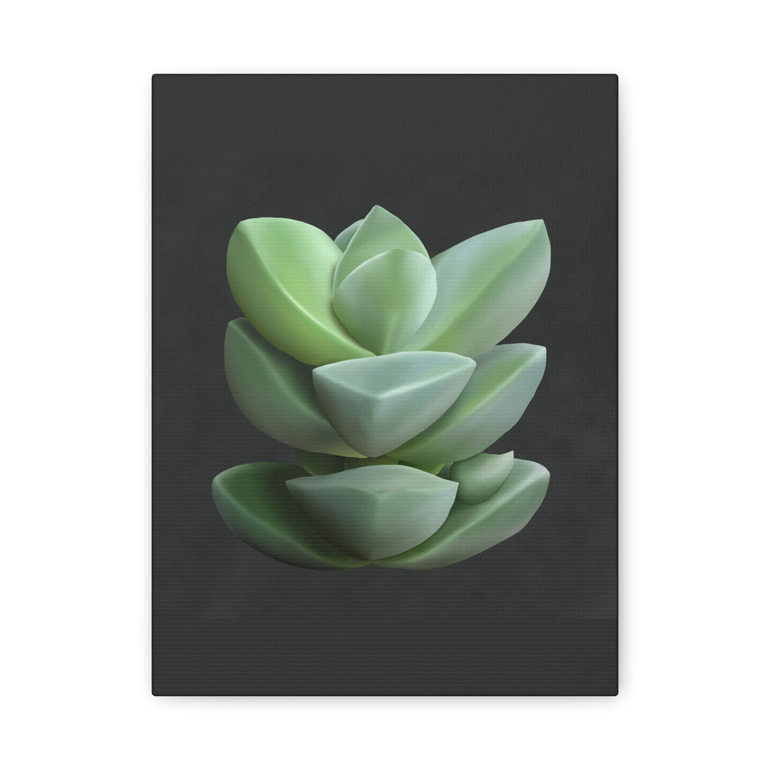 Crassula Canvas Print – Botanical Wall Art