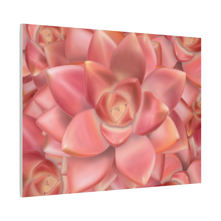 Graptosedum California Sunset Succulent Canvas Print – Botanical Wall Art - The Potted Pixel