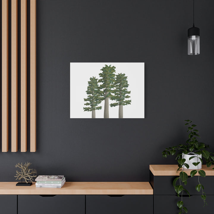 Sitka Spruce Canvas Print – Wall Art