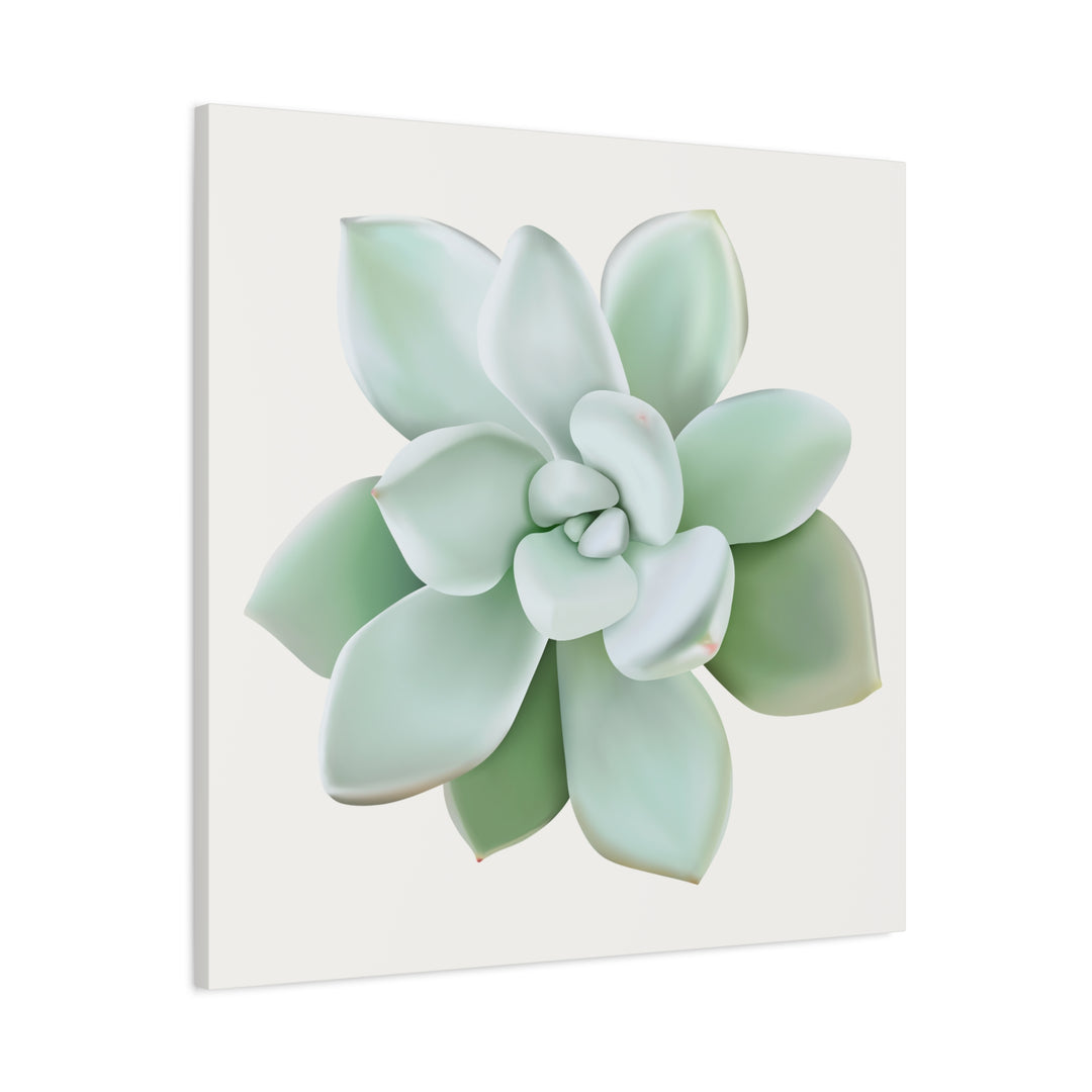Succulent Canvas Art Pachyveria Haagei Print On Matte Finish Canvas Botanical Wall Decor