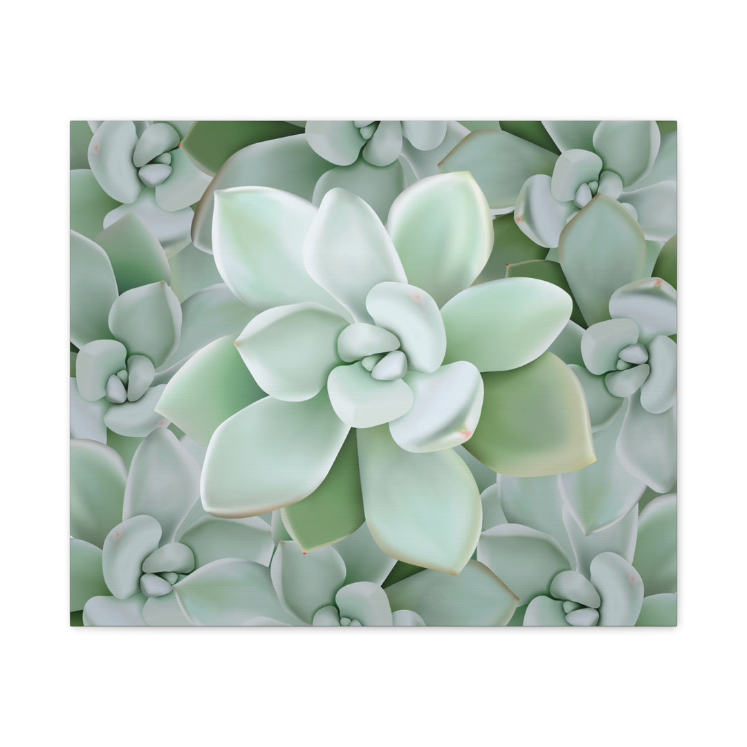 Pachyveria Haagei Succulent Pattern Canvas Art for Modern Home Decor 16x20 Matte Print