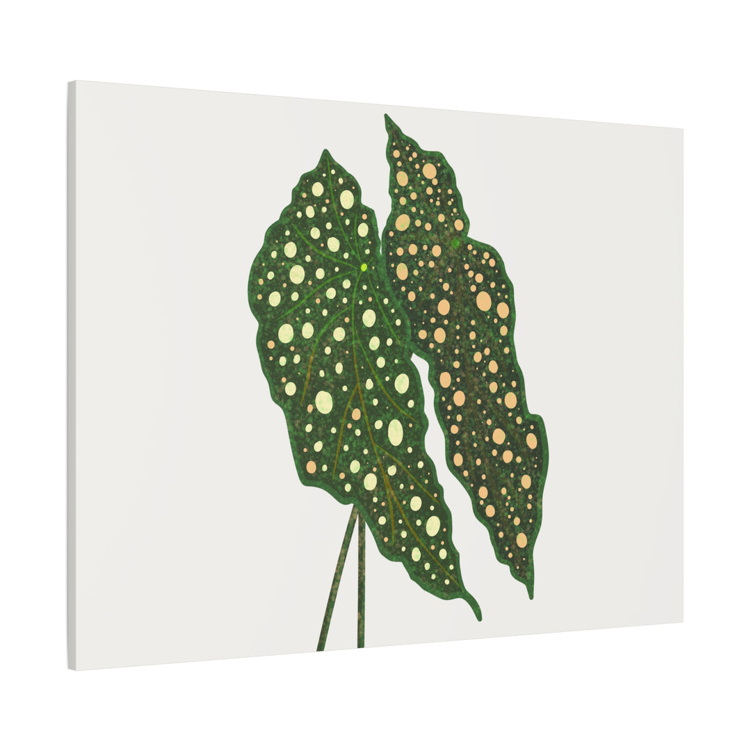 Begonia Maculata Canvas Premium Botanical Wall Art Print On Cotton Canvas With Matte Finish For Indoor Decor