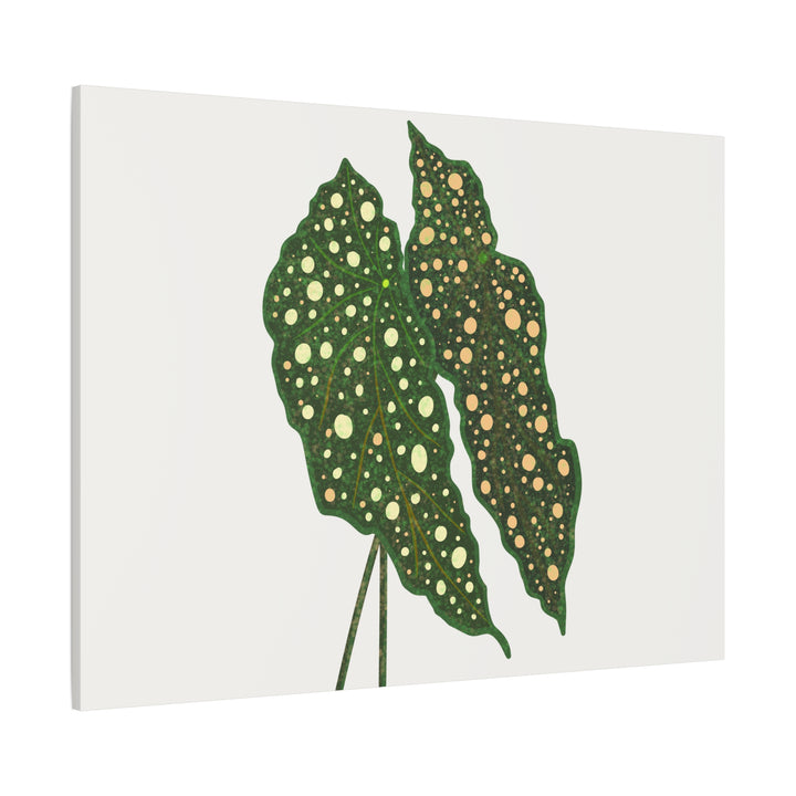 Begonia Maculata Canvas Premium Botanical Wall Art Print On Cotton Canvas With Matte Finish For Indoor Decor