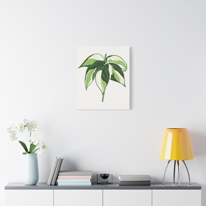 Philodendron Canvas Print Cream Splash Variegated Plant Art On Matte Cotton Canvas For Home Wall Decor