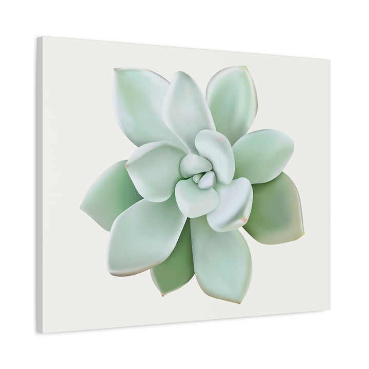 Succulent Canvas Art Pachyveria Haagei Print On Matte Finish Canvas Botanical Wall Decor